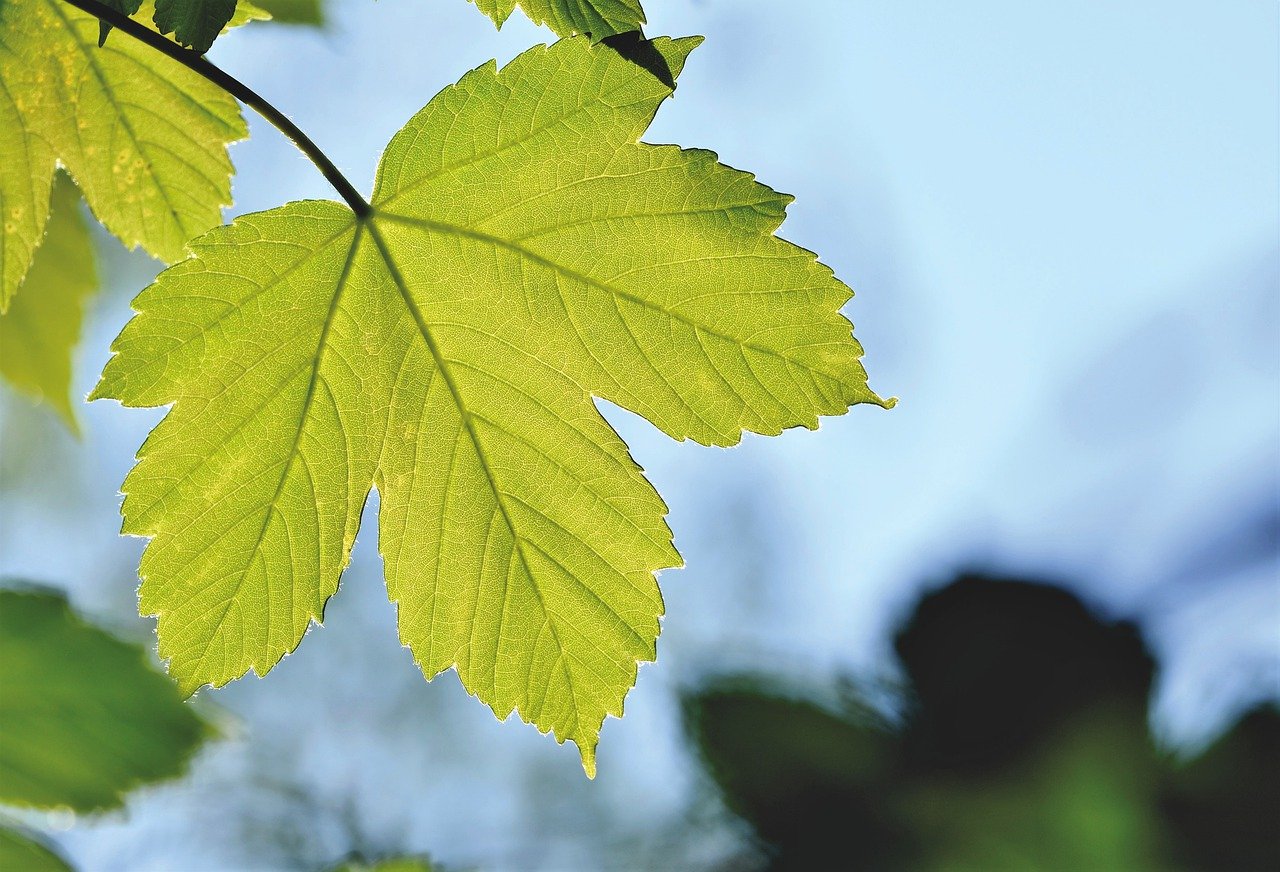 maple leaf, maple, maple tree5094046 Maplewood Therapy Services