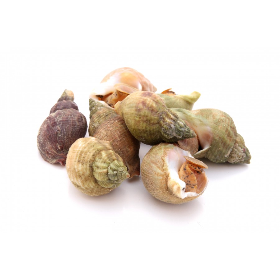 bulot cuit achat fruit de mer