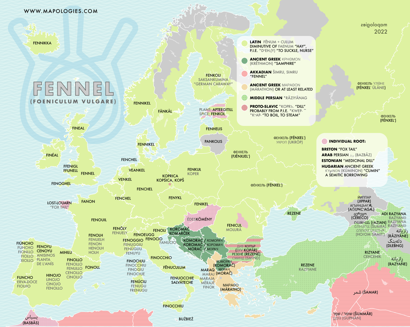 Etymology map of fennel r/etymologymaps