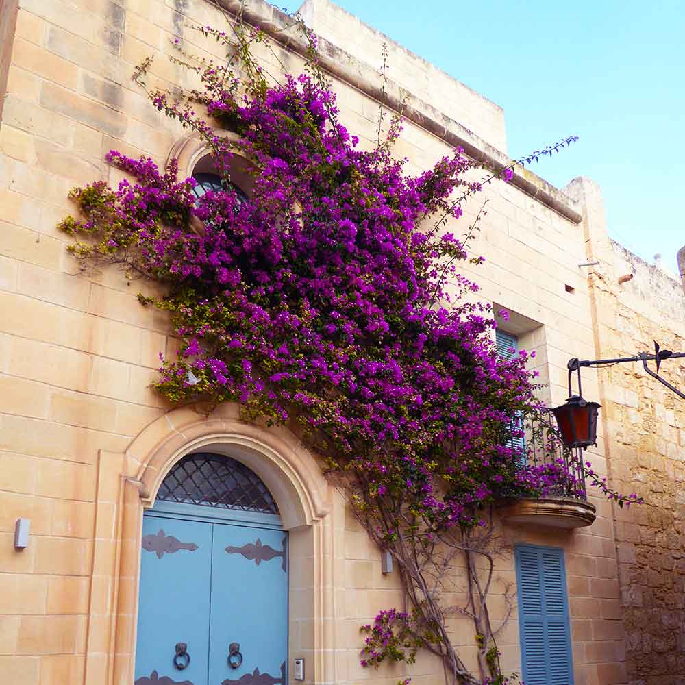 Malta's sea and gardens Mappae Medicinal and Aromatic Plants