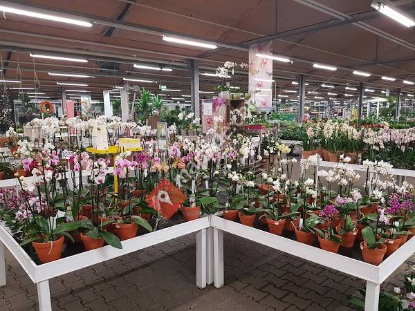 Blumen Risse Ludwigshafen