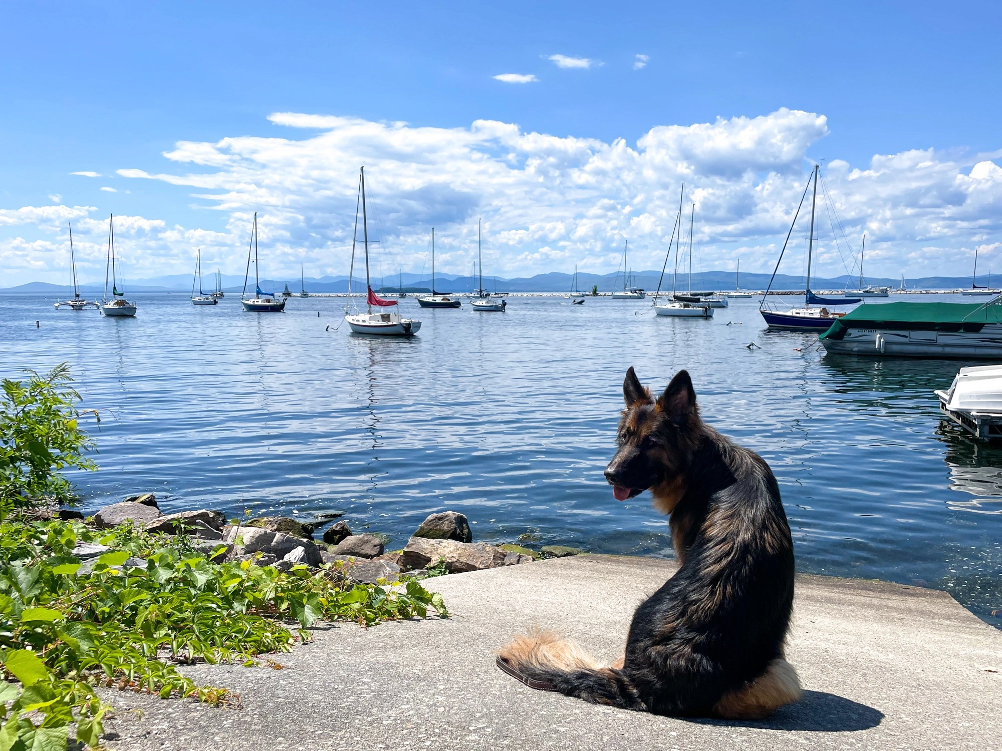 Dog Friendly Guide to Burlington, VT Mapped by Megan