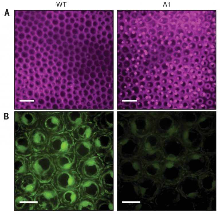 How do flowers release their perfume? Mapping Ignorance