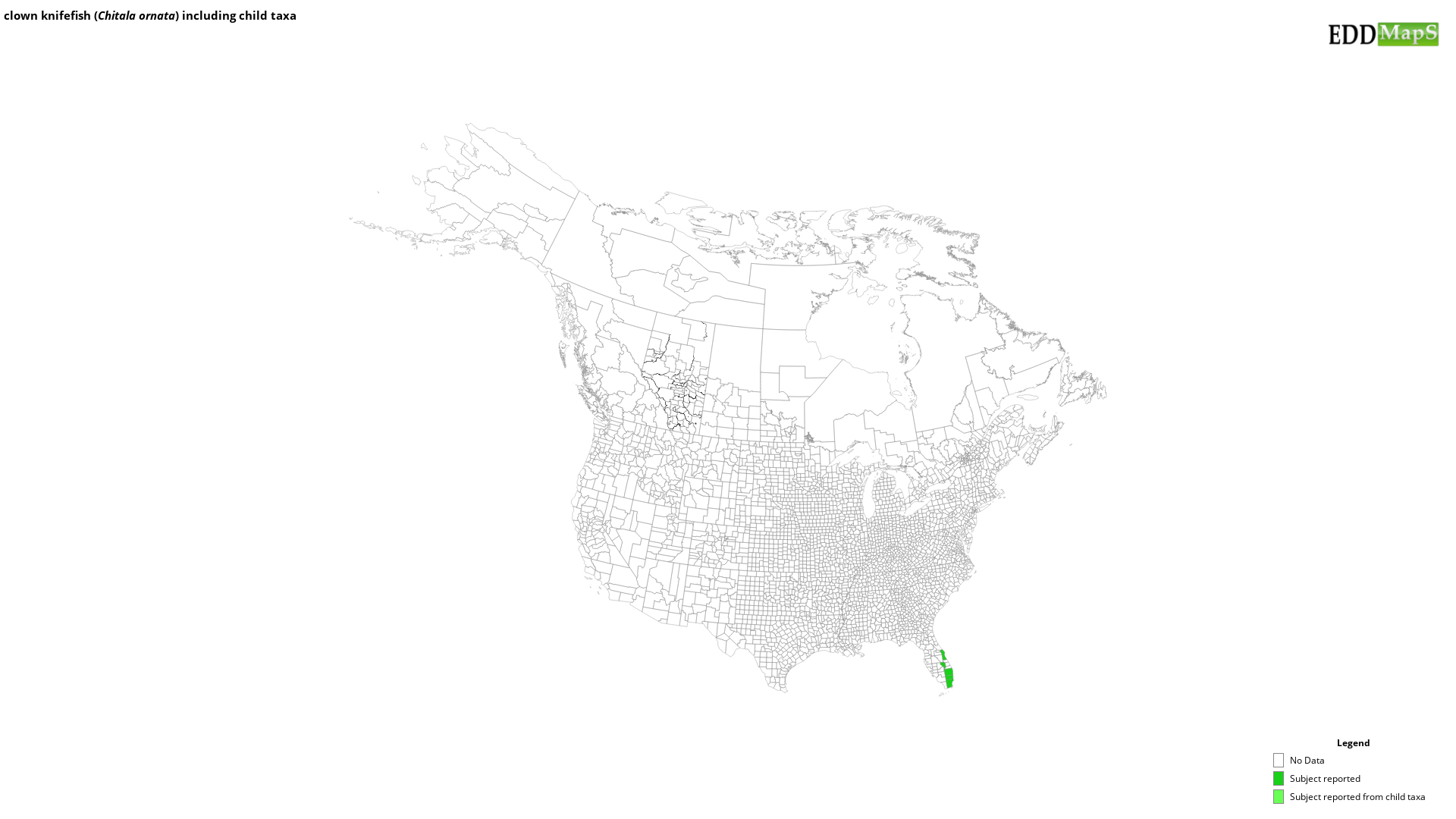 clown knifefish (Chitala ornata (Gray, 1831)) EDDMapS