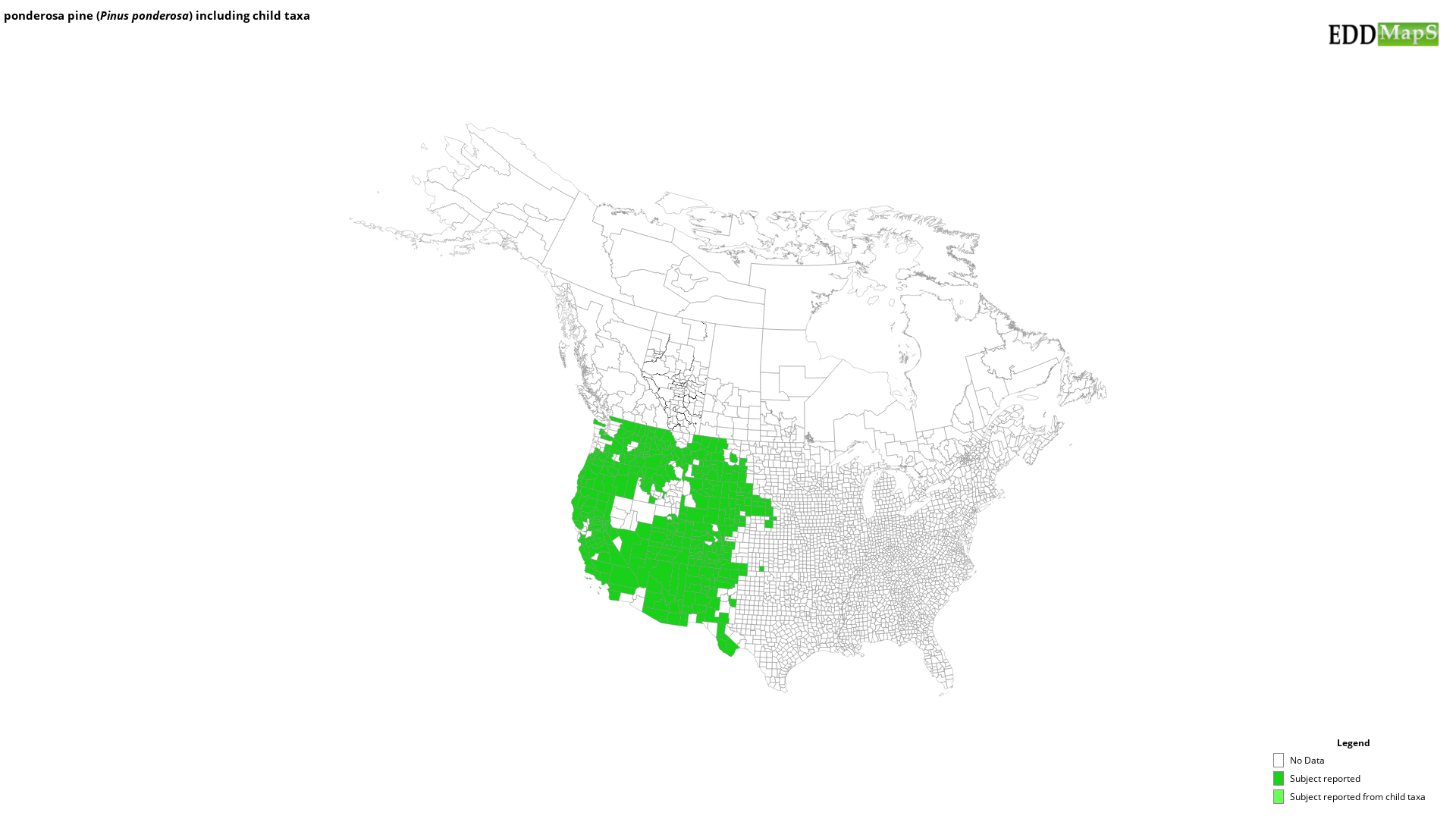 ponderosa pine, Pinus ponderosa Pinales Pinaceae