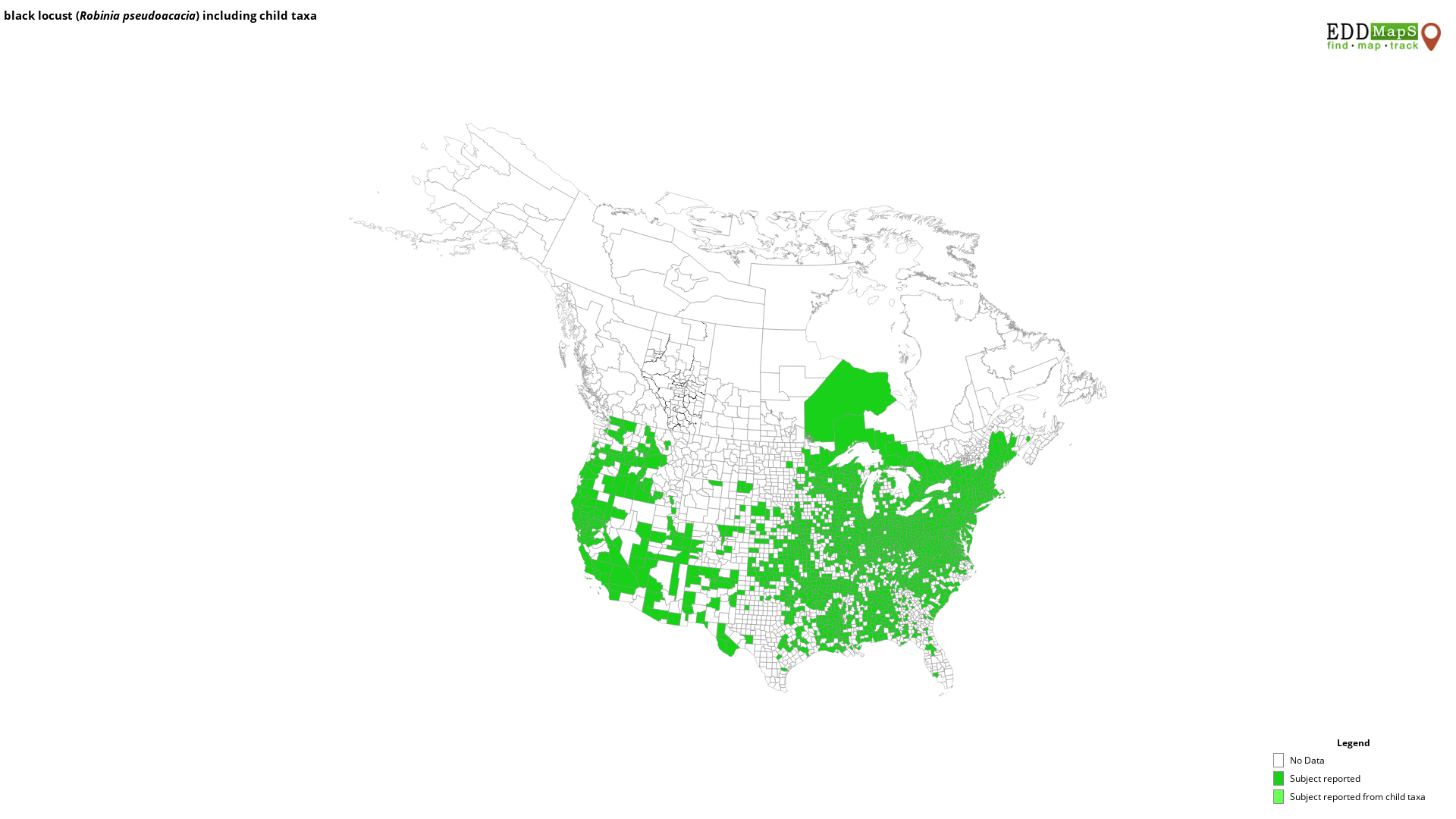 black locust, Robinia pseudoacacia Fabales Fabaceae