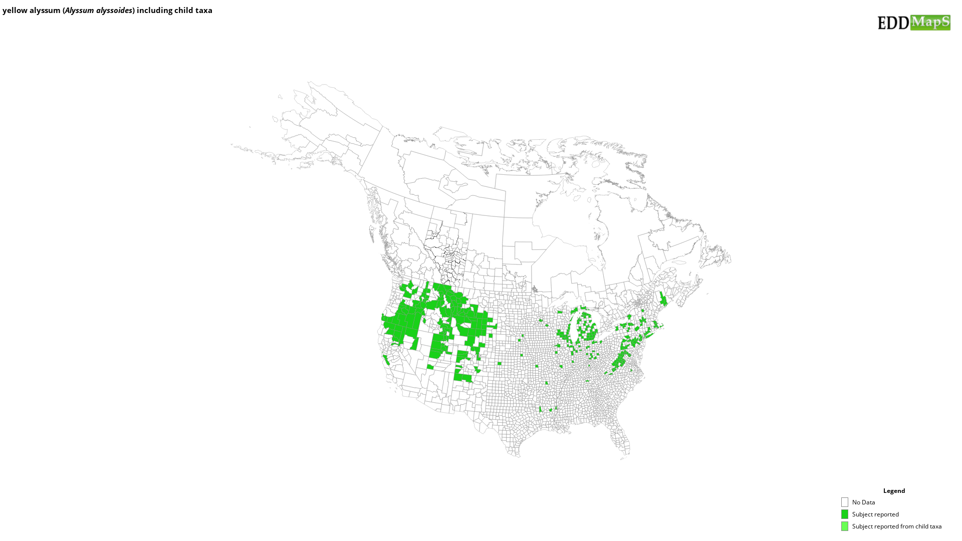 yellow alyssum, Alyssum alyssoides Capparales Brassicaceae