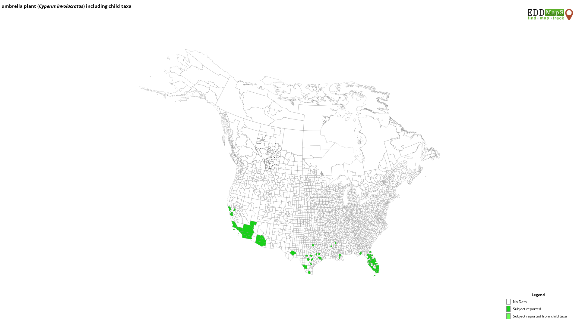 umbrella plant, Cyperus involucratus Cyperales Cyperaceae