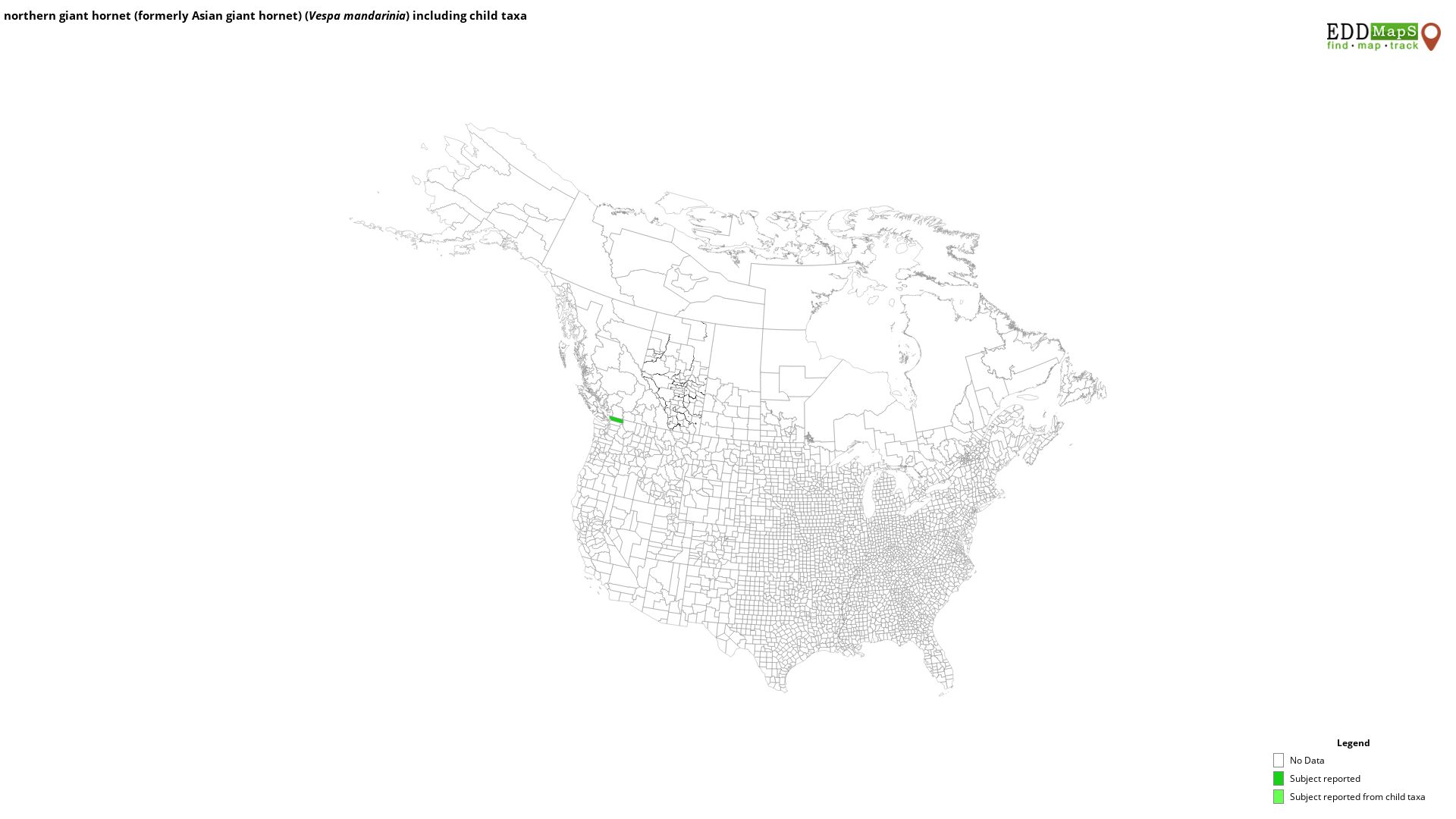 Asian Giant Hornet Us Map Asian giant Vespa mandarinia Hymenoptera Vespidae