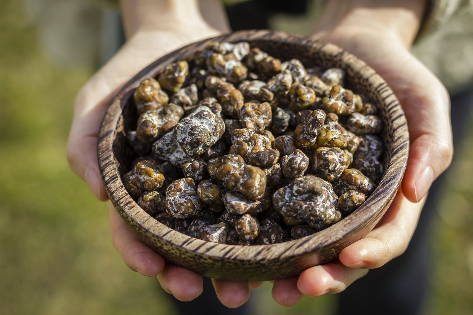 How to Get the Dose Right with Psilocybin Truffles Maps of the Mind