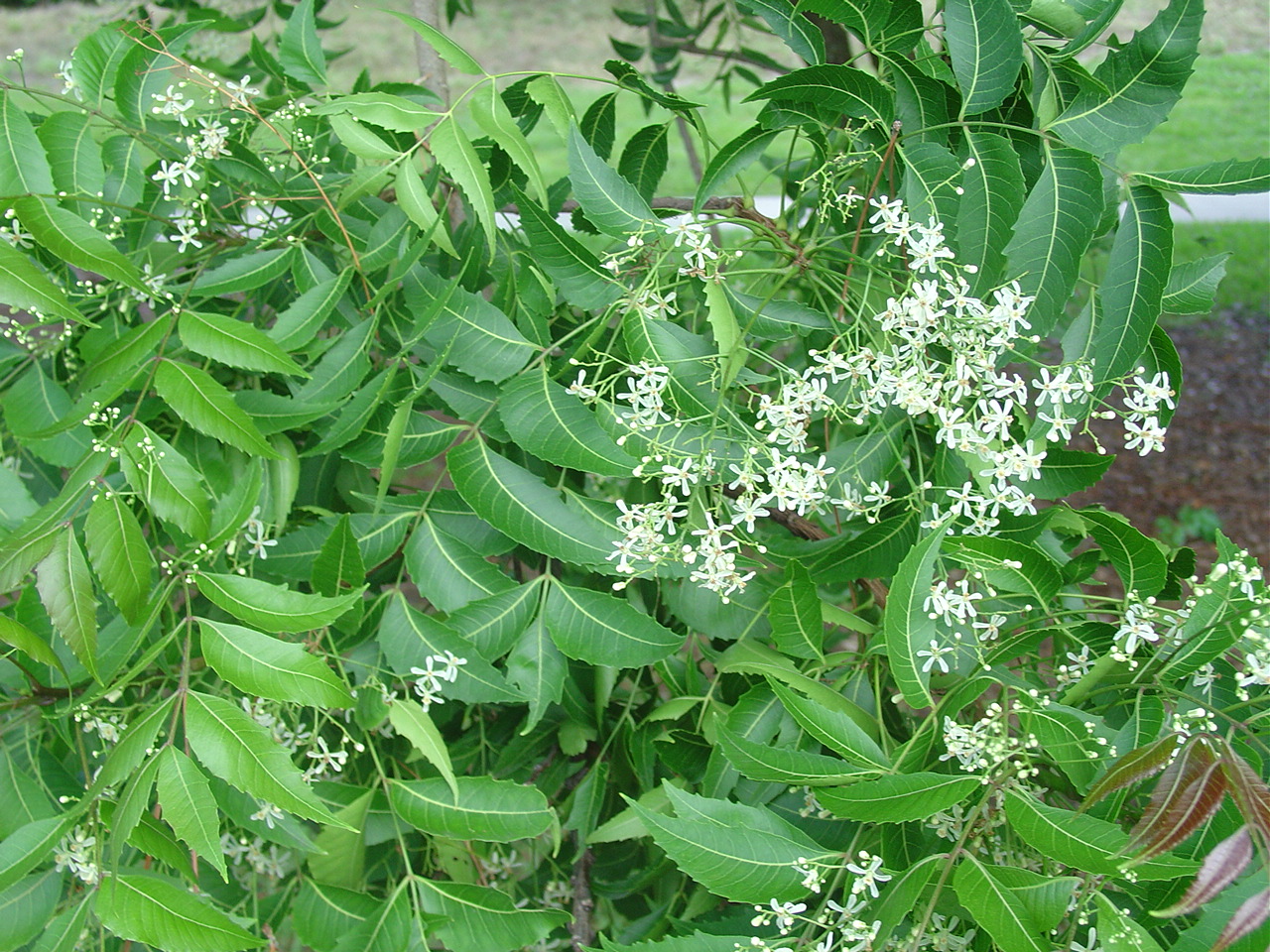 The Neem Tree and uses of neem seeds, oil, leaves, bark and roots