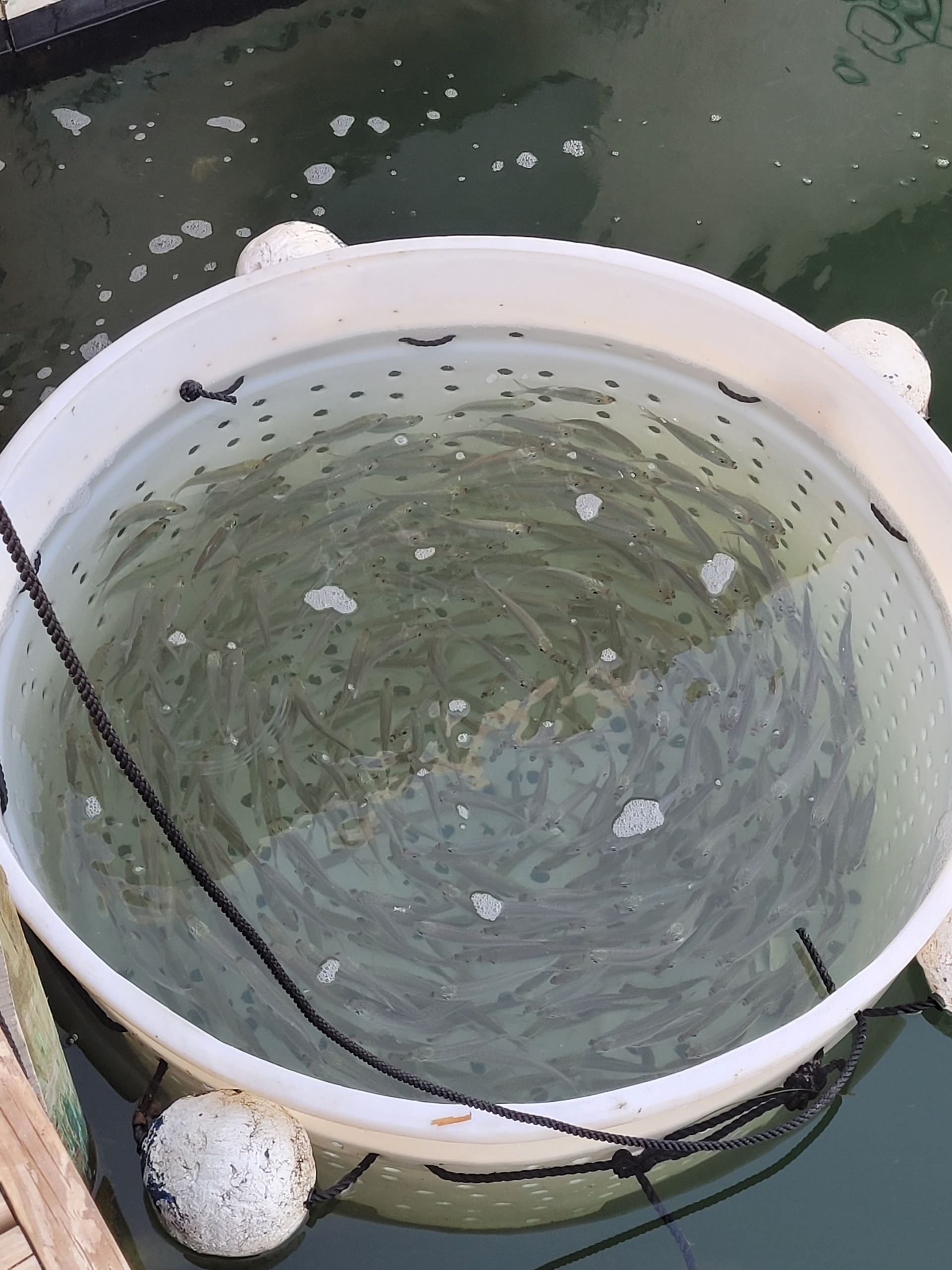 Buy Live Pinfish Keys Maritime Specialty Bait and Seafood Market