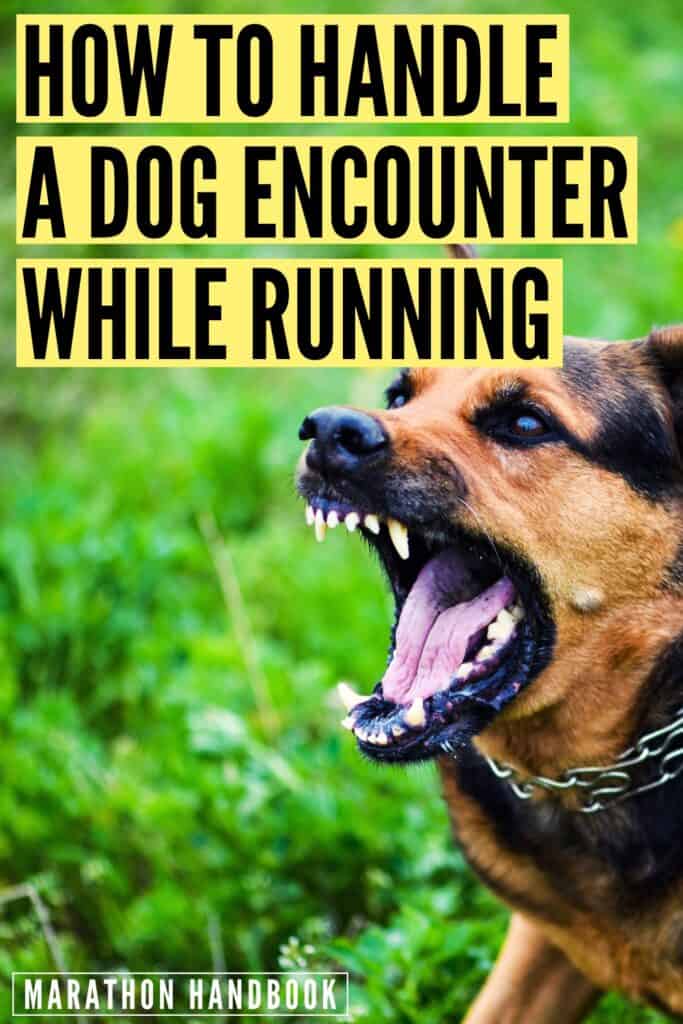 Dog Encounters While Running How To Respond To An Aggressive Dog