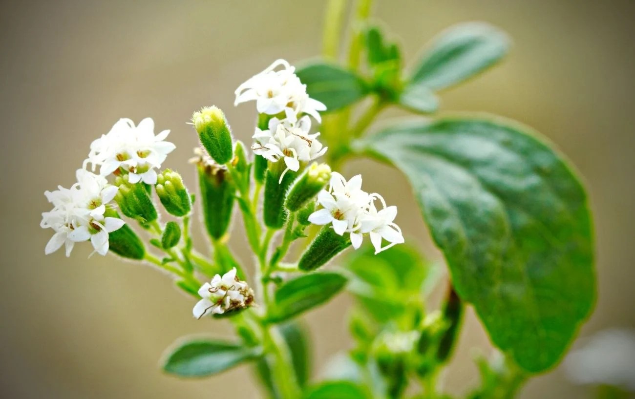 Stevia Vs Sugar, Compared Which Is Better For You?