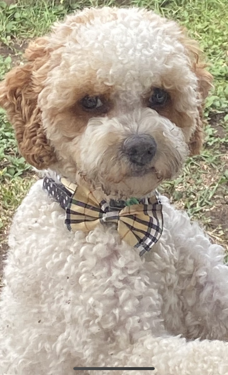 The Kennel forum Page 3 The Newcastle Knights Forum