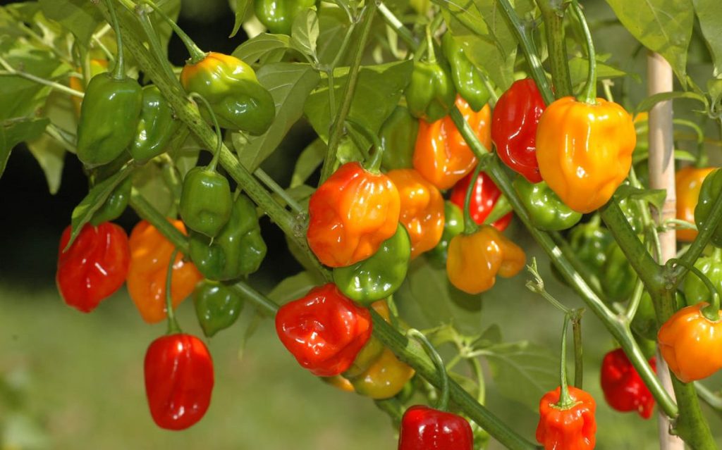 La pimienta picona canaria, ingrediente fundamental Marca Canaria