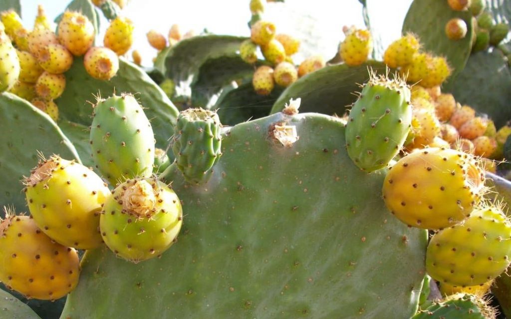 El tuno canario, un superalimento Marca Canaria