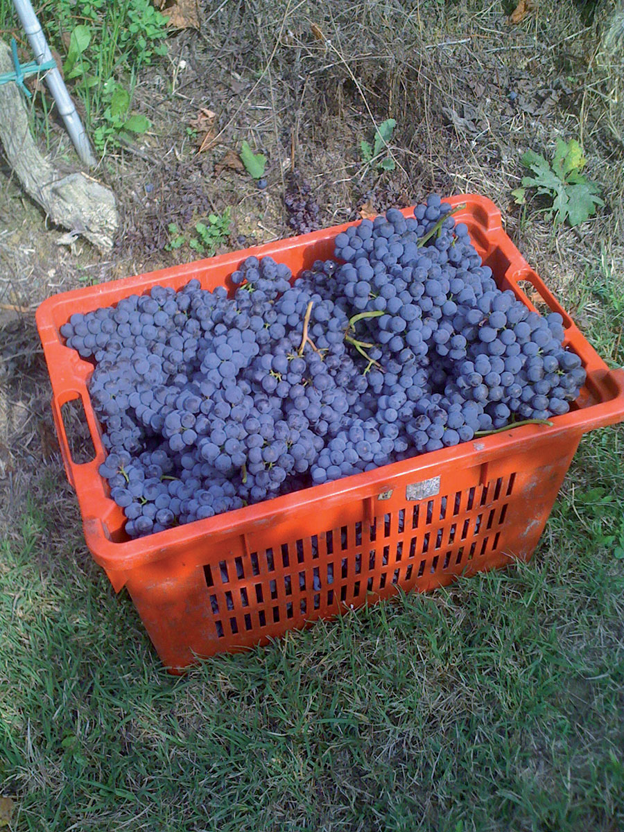 Marengo Marc De Grazia Selections