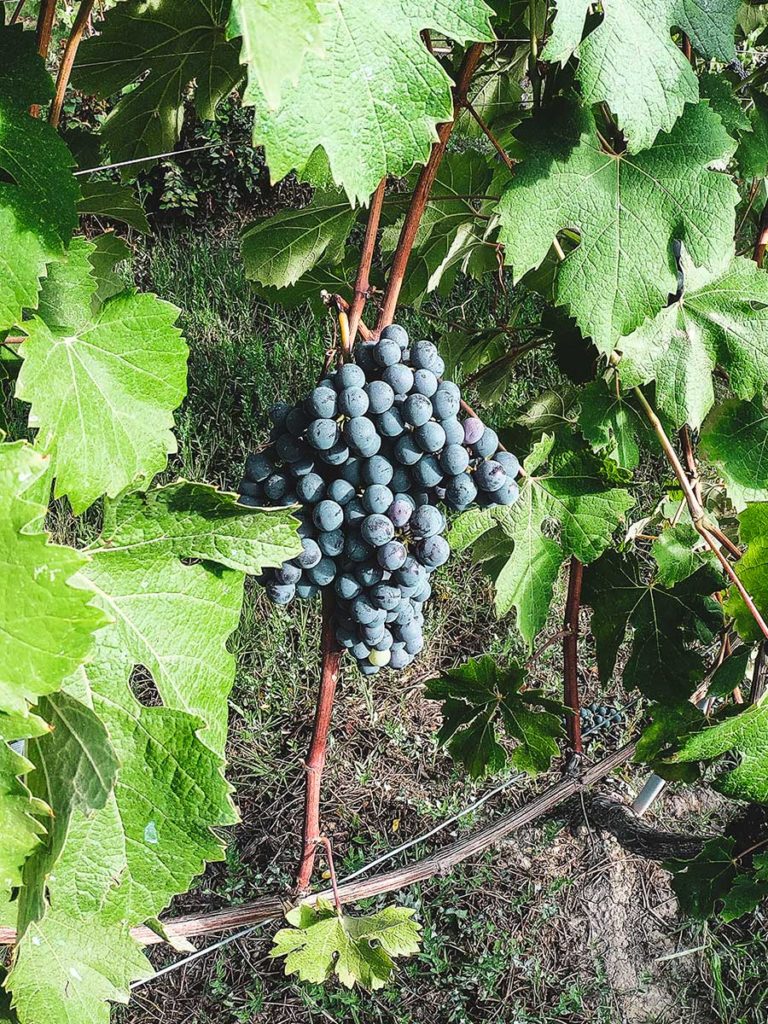 Marengo Marc De Grazia Selections