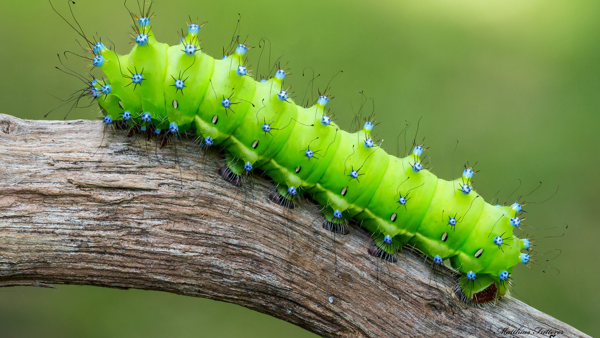 a cecropia caterpillar