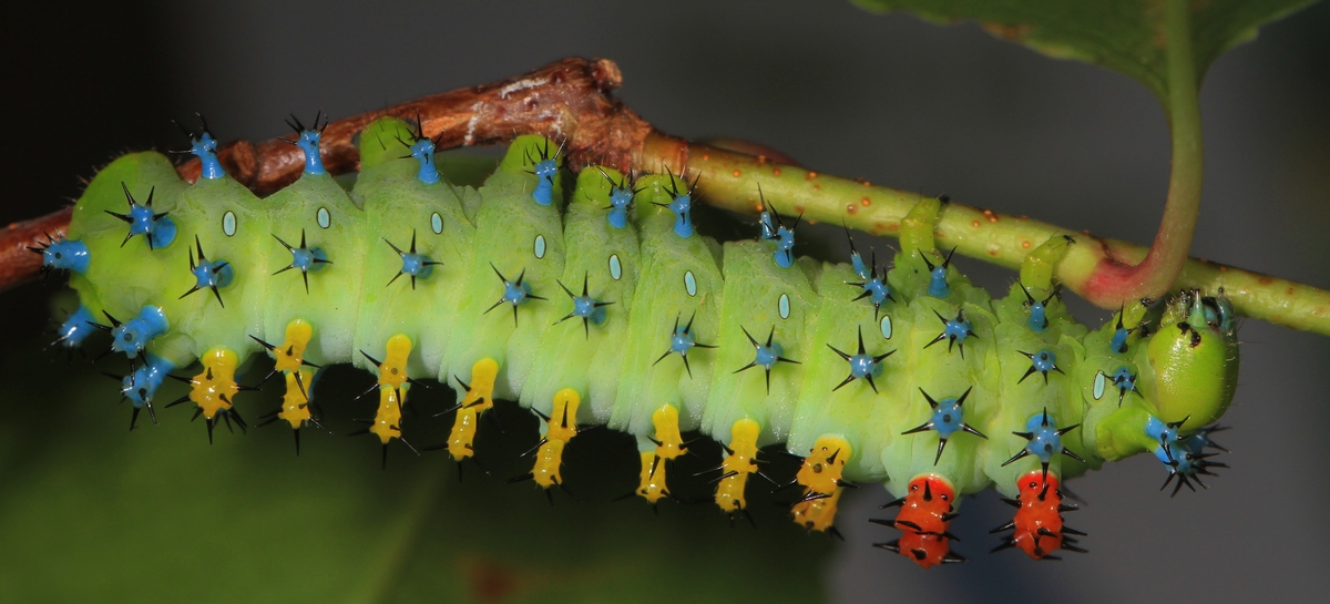 a cecropia caterpillar