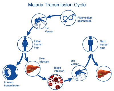 The Transmission Of Malaria Malaria