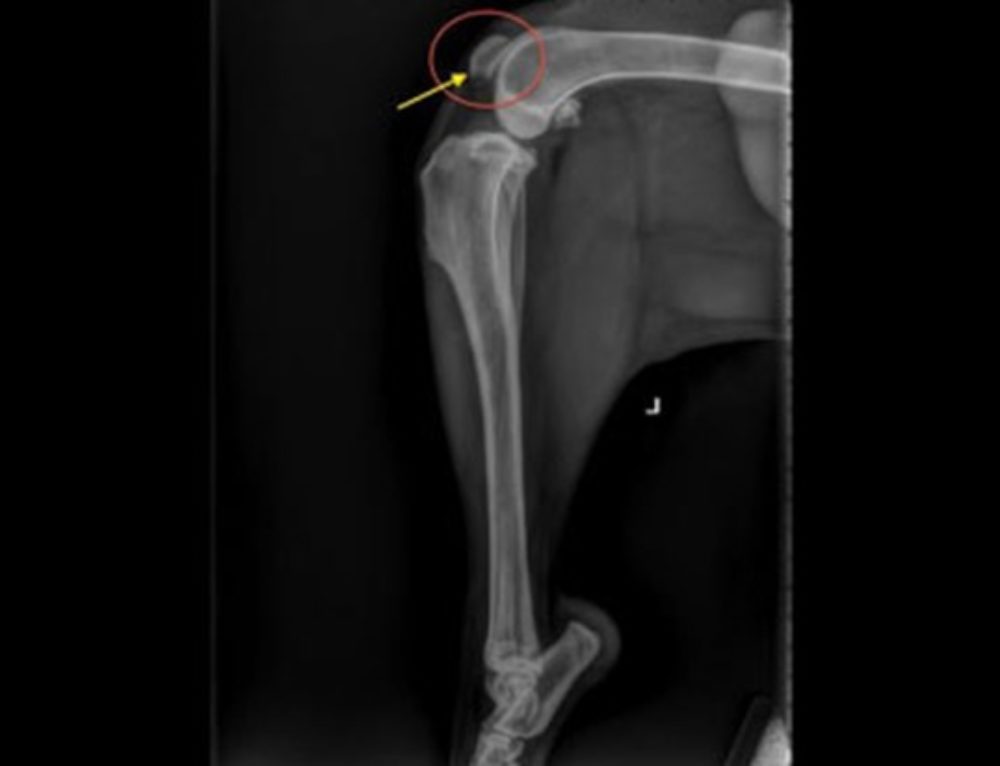 Dislocation in cats and dogs Marco Currenti Veterinary Orthopedics