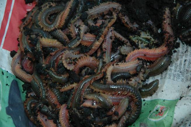 clam-worm clam-worm