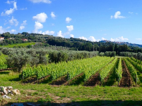 vigneti Ceralti Bolgheri