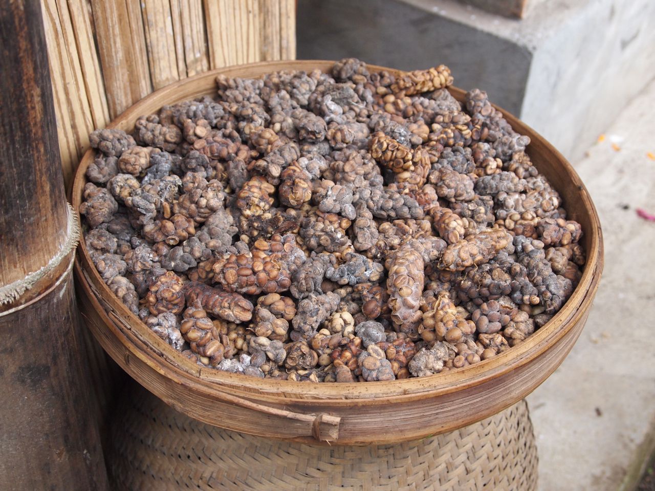 Coffee Beans Pooped Out Monkeys Guacamole Gulch Spice Village and a Massage / Kopi luwak is