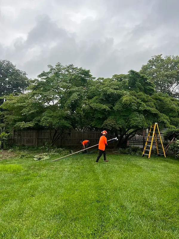 Gallery Marcucci & Co. Tree Experts Main Line Tree Services PA