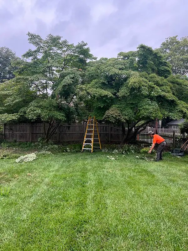 Gallery Marcucci & Co. Tree Experts Main Line Tree Services PA