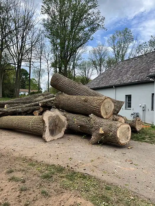 Land & Site Clearing Marcucci & Co. Tree Experts Main Line Tree