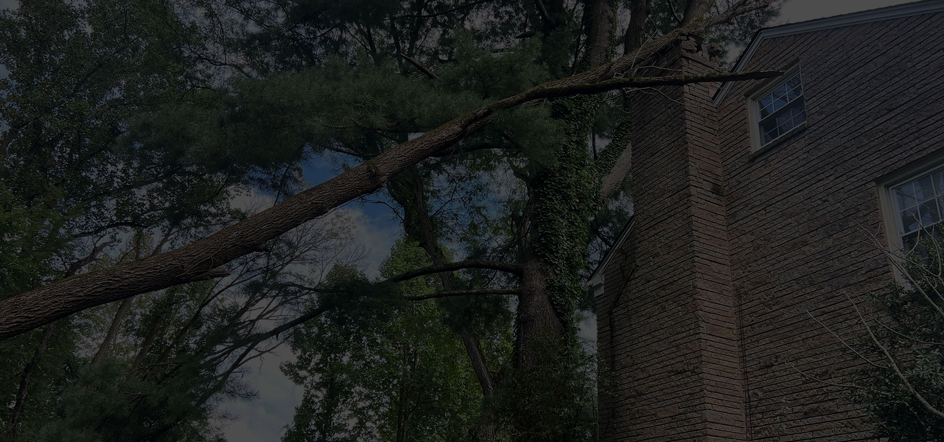 Storm Damage Marcucci & Co. Tree Experts Main Line Tree Services PA