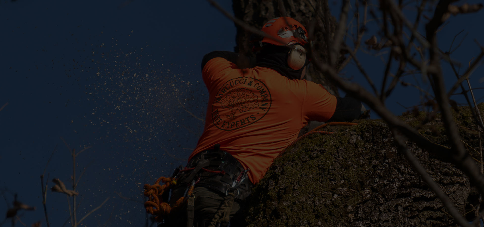 Tree Risk Assessments Marcucci & Co. Tree Experts Main Line Tree