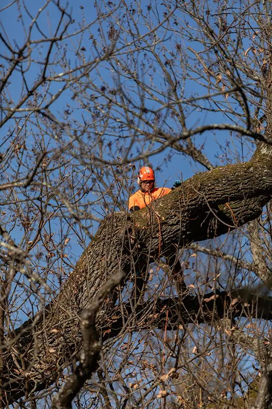 Gallery Marcucci & Co. Tree Experts Main Line Tree Services PA