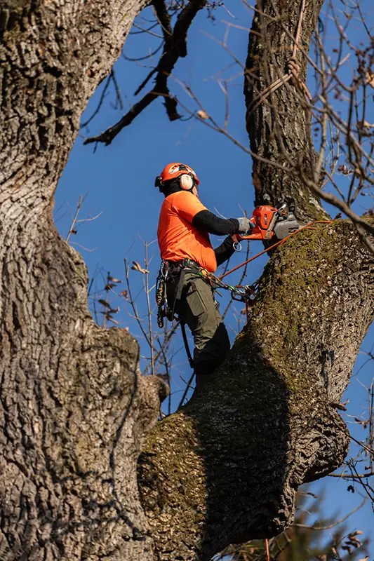 Tree Removal Marcucci & Co. Tree Experts Main Line Tree Services PA