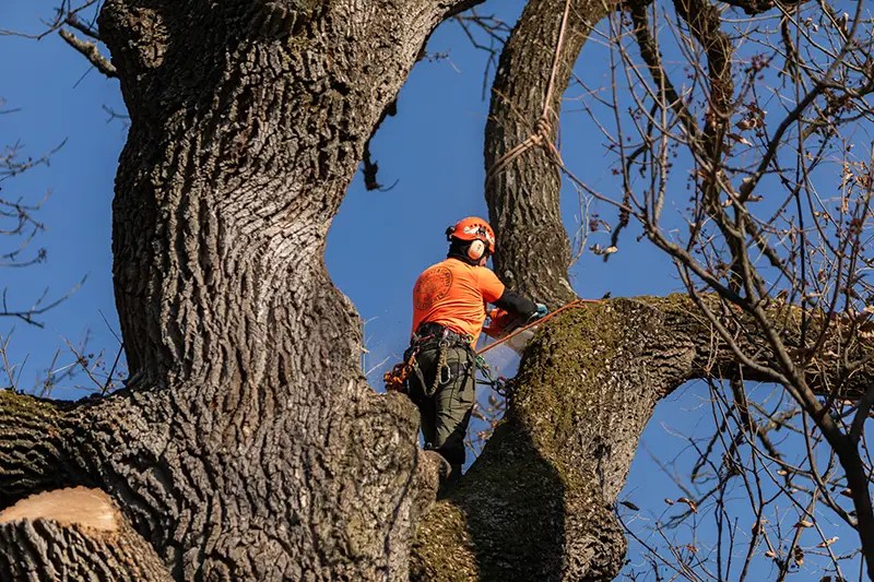 Gallery Marcucci & Co. Tree Experts Main Line Tree Services PA
