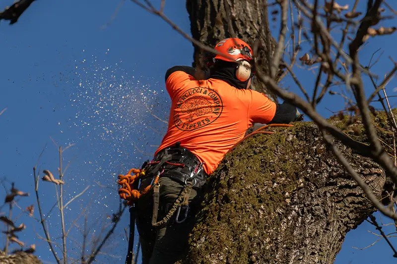 Gallery Marcucci & Co. Tree Experts Main Line Tree Services PA