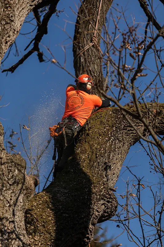 Tree Removal Marcucci & Co. Tree Experts Main Line Tree Services PA