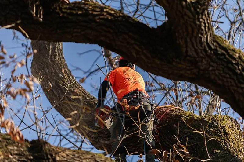Gallery Marcucci & Co. Tree Experts Main Line Tree Services PA