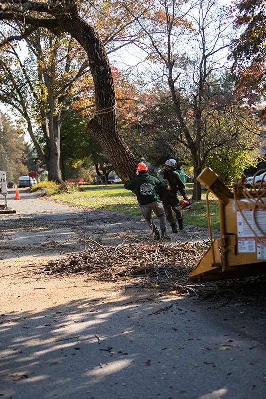 Tree Removal Marcucci & Co. Tree Experts Main Line Tree Services PA