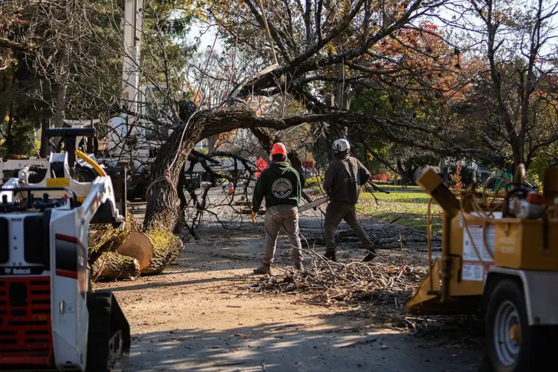 Gallery Marcucci & Co. Tree Experts Main Line Tree Services PA