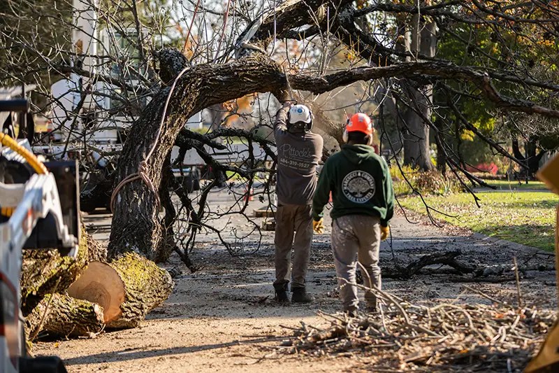 Gallery Marcucci & Co. Tree Experts Main Line Tree Services PA