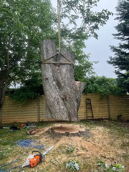 Tree Removal Marcucci & Co. Tree Experts Main Line Tree Services PA