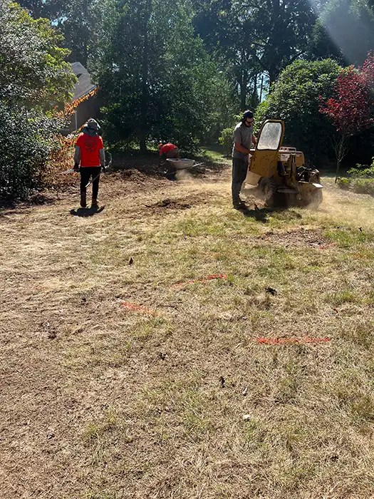 Tree Removal Marcucci & Co. Tree Experts Main Line Tree Services PA