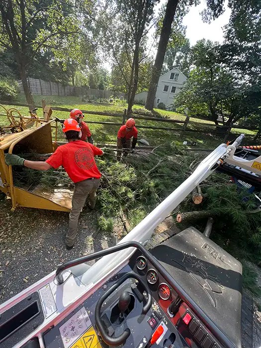 Gallery Marcucci & Co. Tree Experts Main Line Tree Services PA
