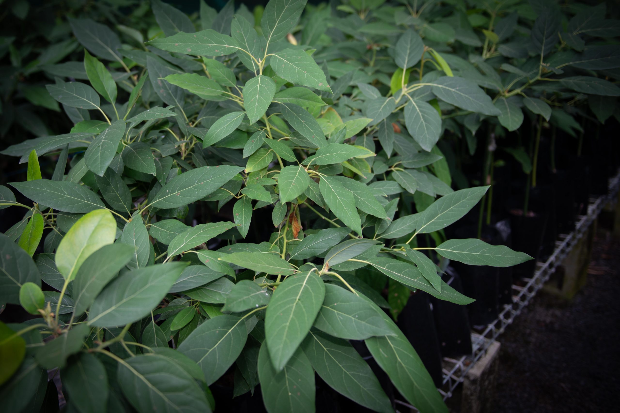 Mareeba Fruit Tree Nursery Plant nursery with tropical fruit trees