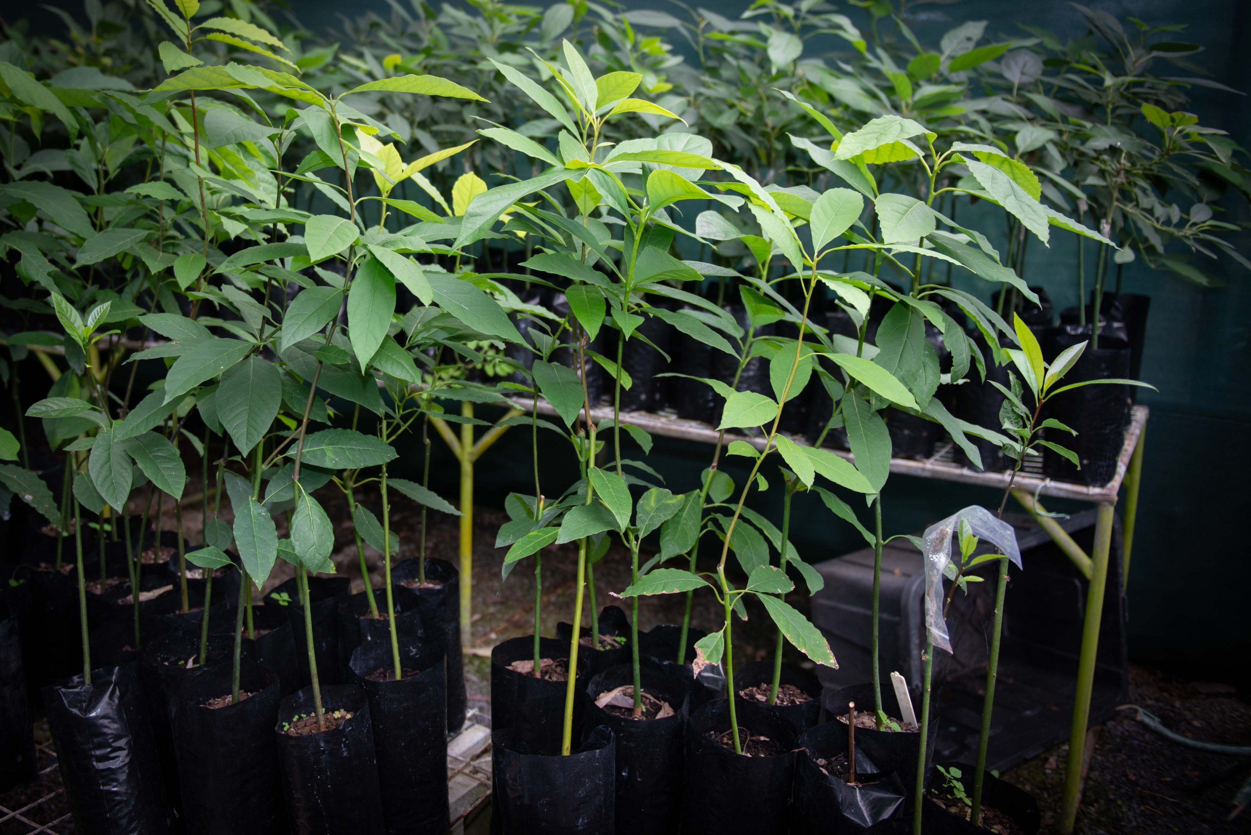 Mareeba Fruit Tree Nursery Plant nursery with tropical fruit trees