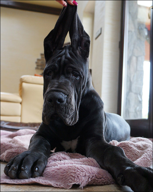 HASHICH de la Benjamine MARGAREJRO Great Dane Dog Niemiecki